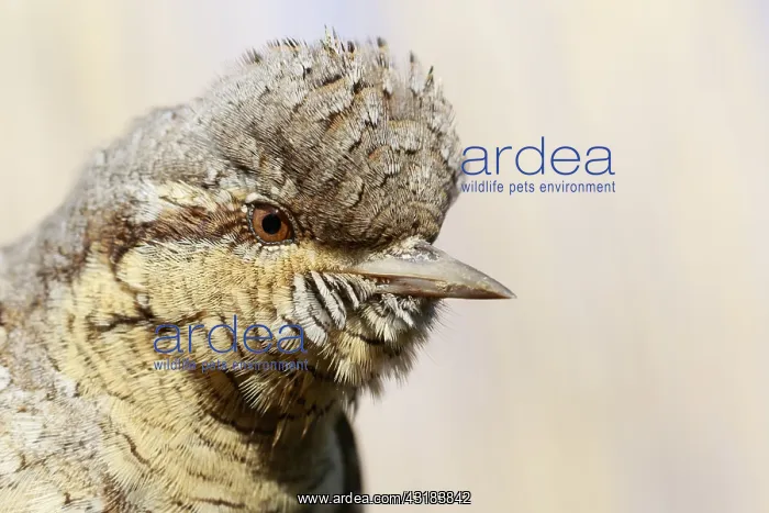 : Eurasian wryneck (Jynx torquilla) portrait, Alsace : Eurasian wryneck (Jynx torquilla) portrait, Alsace