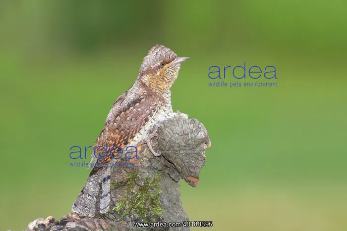 : Eurasian Wryneck ( Jynx torquilla) sitting on an : Eurasian Wryneck ( Jynx torquilla) sitting on an