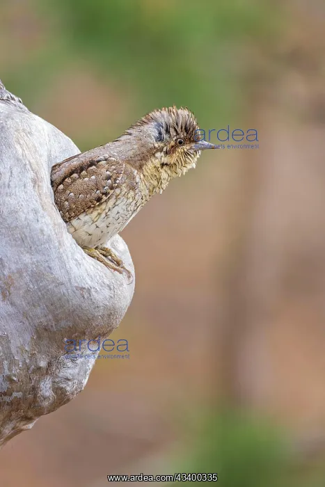 : Eurasian wryneck (Jynx torquilla) sitting in a tree : Eurasian wryneck (Jynx torquilla) sitting in a tree