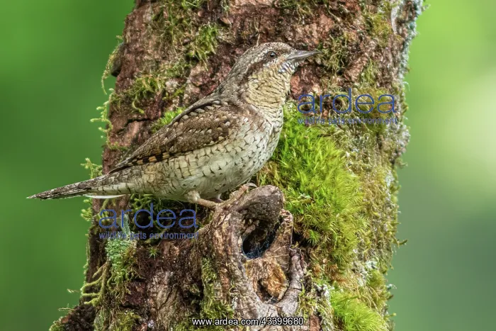 : Eurasian wryneck (Jynx torquilla) - on tree trunk : Eurasian wryneck (Jynx torquilla) - on tree trunk