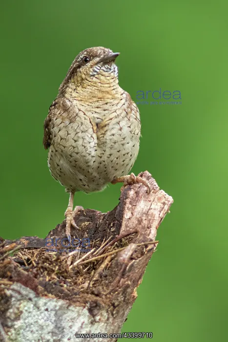 : Eurasian wryneck (Jynx torquilla) - on tree trunk : Eurasian wryneck (Jynx torquilla) - on tree trunk
