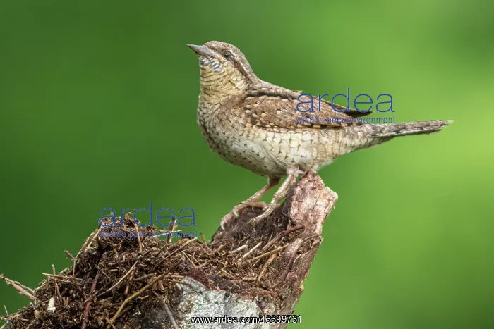 : Eurasian wryneck (Jynx torquilla) - on tree trunk : Eurasian wryneck (Jynx torquilla) - on tree trunk