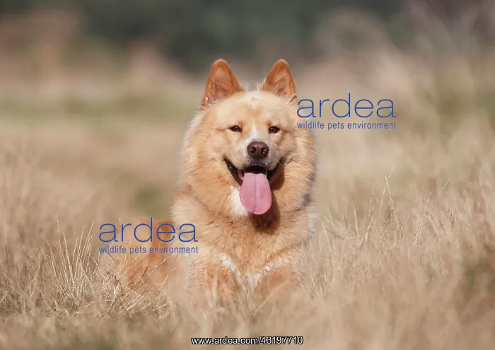 : Eurasier male 3 years old, Germany, Europe Eurasier : Eurasier male 3 years old, Germany, Europe Eurasier