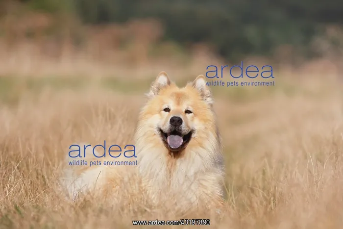 : Eurasier, male, 9 years old, lies on the meadow : Eurasier, male, 9 years old, lies on the meadow