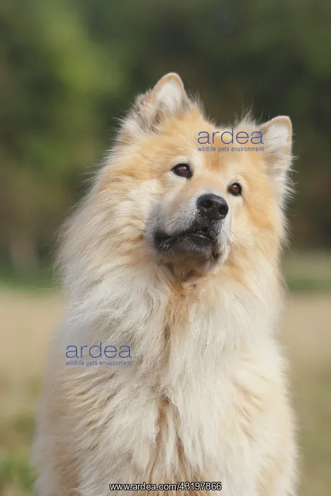 : Eurasier, male, 9 years, portrait, North Rhine-Westphalia : Eurasier, male, 9 years, portrait, North Rhine-Westphalia