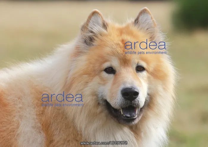 : Eurasier, male, 9 years, portrait, North Rhine-Westphalia : Eurasier, male, 9 years, portrait, North Rhine-Westphalia
