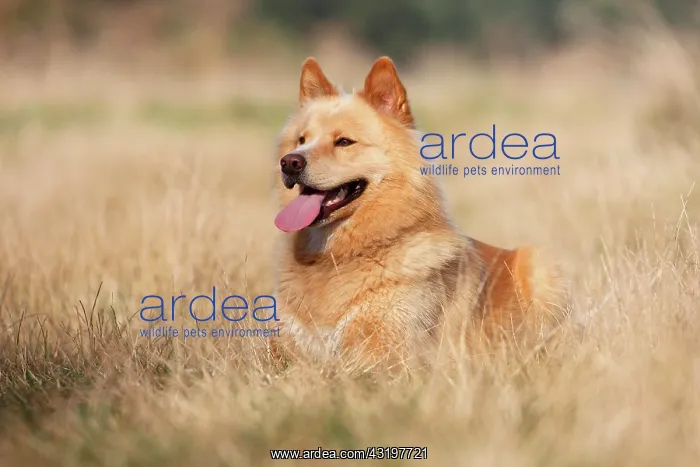 : Eurasier Mongrel male 3 years old, Germany, Europe : Eurasier Mongrel male 3 years old, Germany, Europe