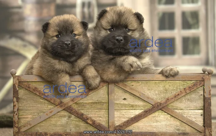  : Two Eurasier puppies