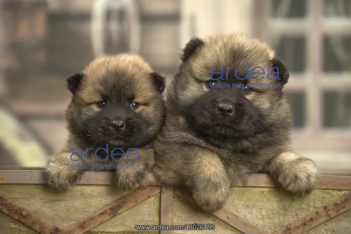 : Two Eurasier puppies
