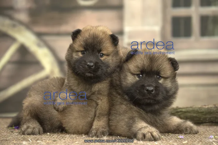  : Two Eurasier puppies
