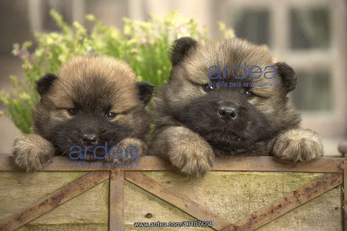  : Two Eurasier puppies