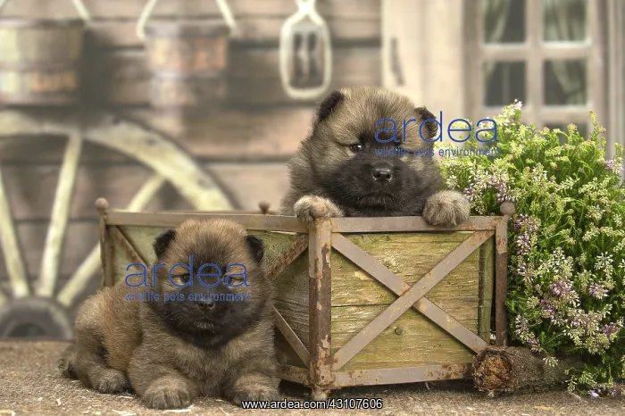  : Two Eurasier puppies