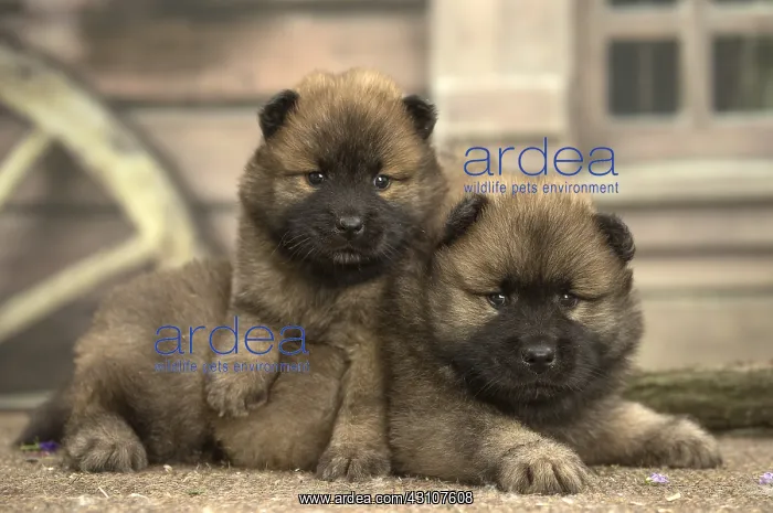  : Two Eurasier puppies