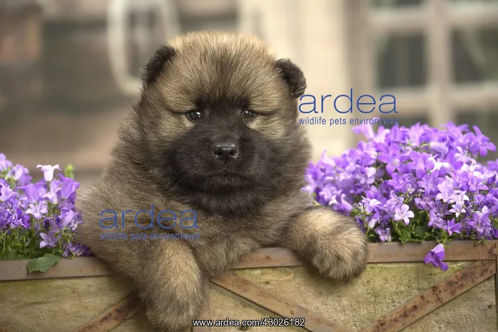 : Eurasier puppy