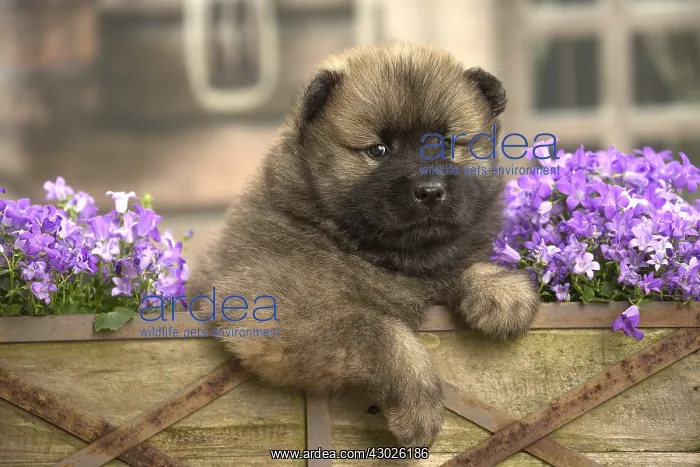  : Eurasier puppy