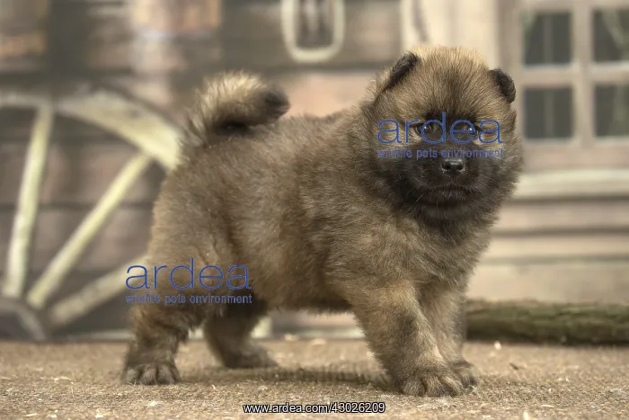  : Eurasier puppy
