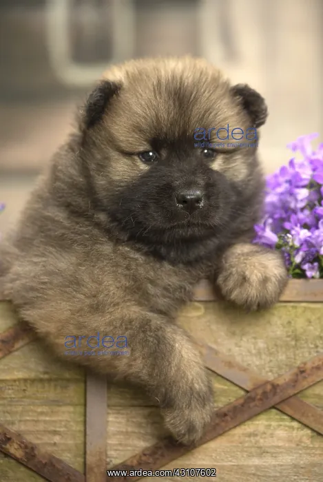  : Eurasier puppy