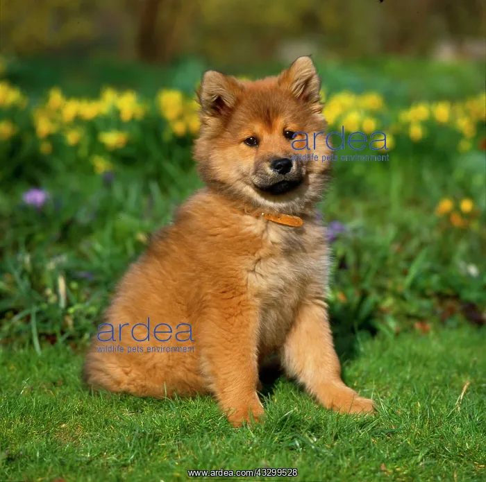 : Eurasier, puppy : Eurasier, puppy