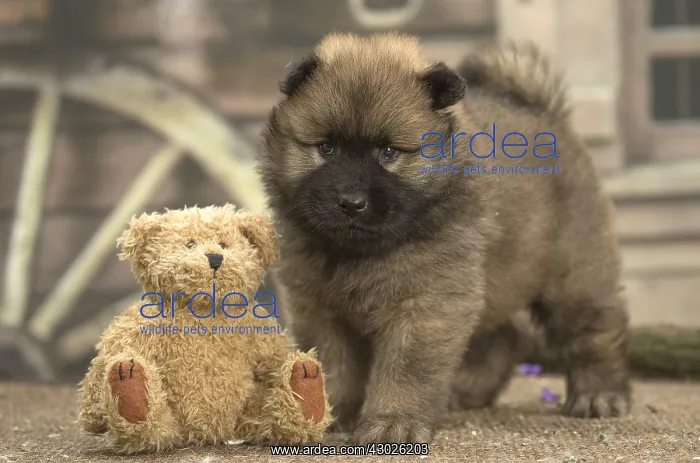  : Eurasier puppy Eurasier puppy