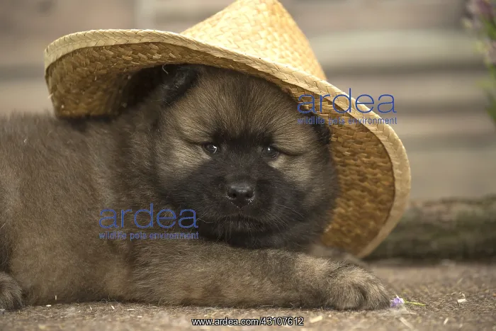  : Eurasier puppy Eurasier puppy