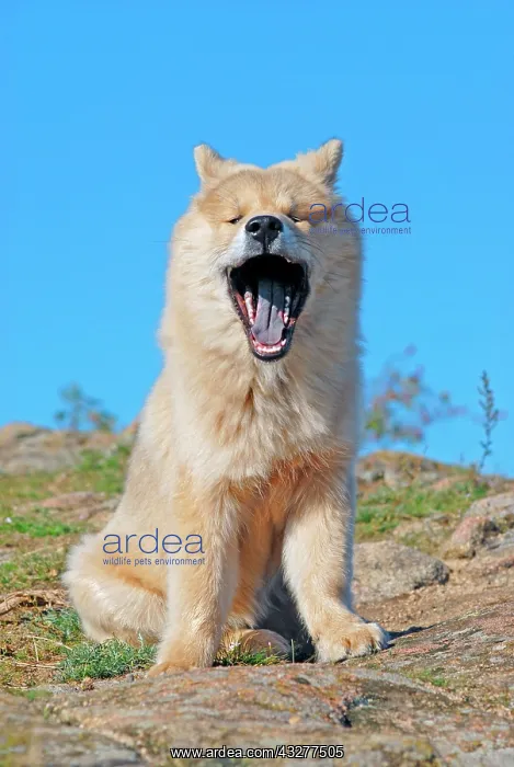: Eurasier sitting on rocks, yawning : Eurasier sitting on rocks, yawning