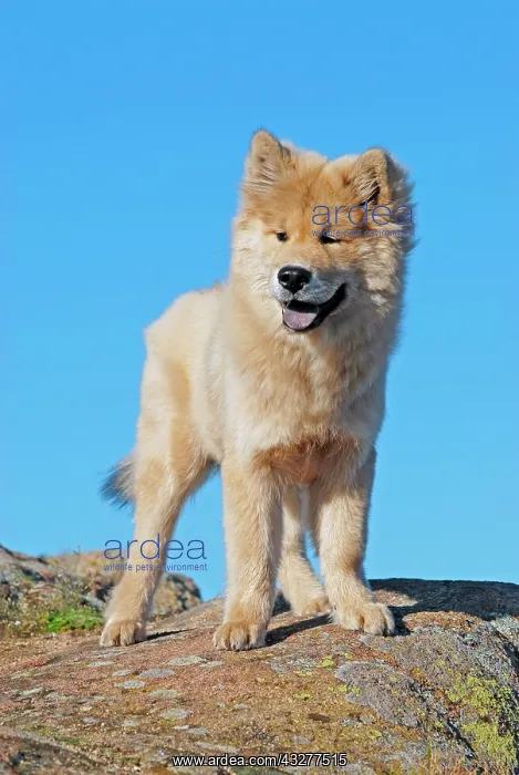 : Eurasier standing on the top of a rock : Eurasier standing on the top of a rock