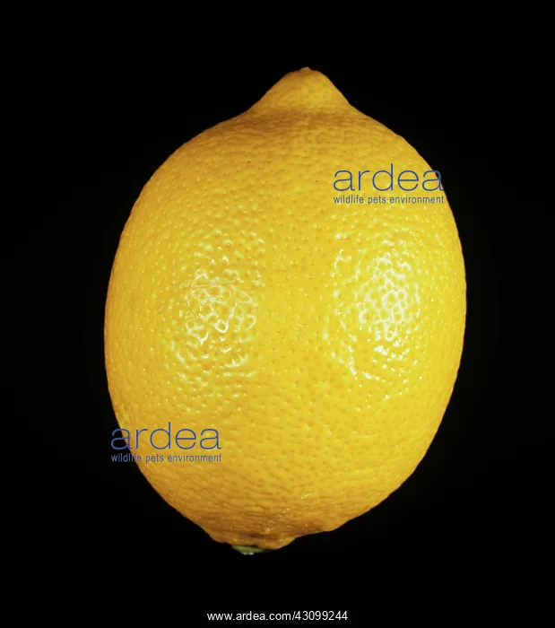 : Eureka lemon : Eureka lemon