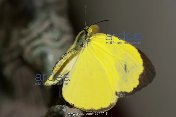 : Eurema Butterfly - Klungkung, Bali, Indonesia : Eurema Butterfly - Klungkung, Bali, Indonesia