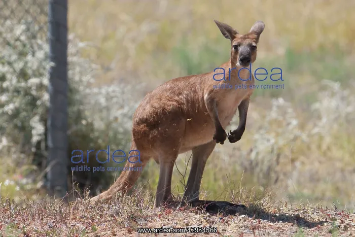 : Euro / Red Wallaroo - Inhabits dry rocky areas : Euro / Red Wallaroo - Inhabits dry rocky areas