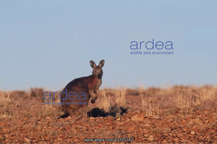 : Euro / WALLAROO : Euro / WALLAROO