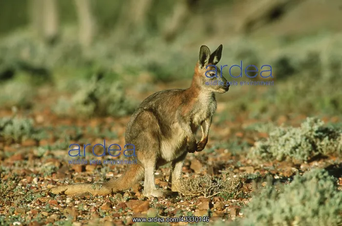 : Euro / WALLAROO : Euro / WALLAROO