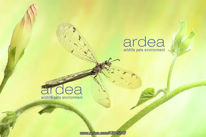 : Euroleon nostras (Euroleon nostras) in flight at : Euroleon nostras (Euroleon nostras) in flight at