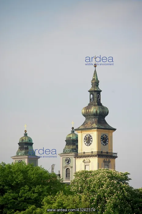 : Europe, Austria, Linz Stadt, Linz, clock : Europe, Austria, Linz Stadt, Linz, clock