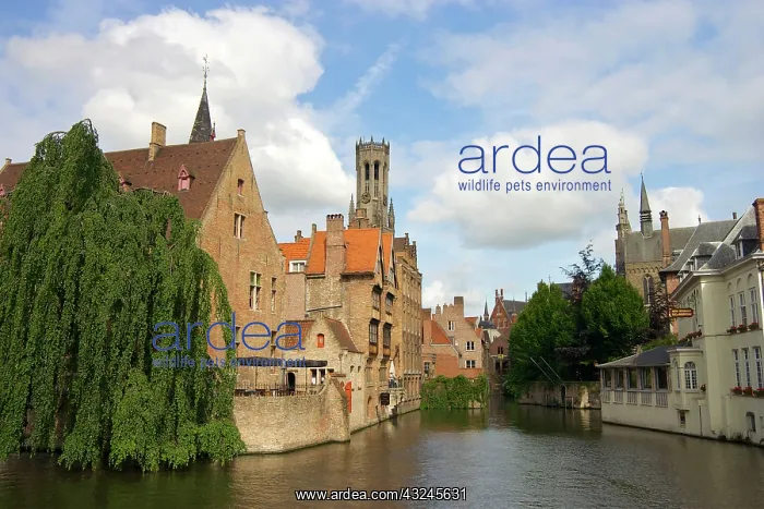 : Europe, Belgium, Bruges : Europe, Belgium, Bruges