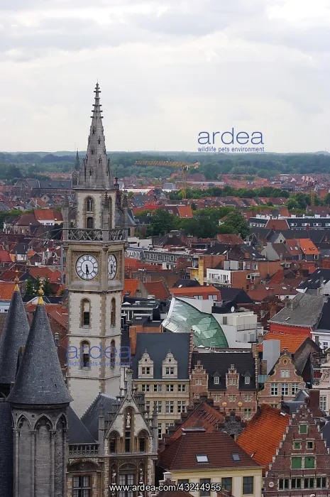 : Europe, Belgium, Ghent. From the top of : Europe, Belgium, Ghent. From the top of