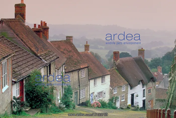 : Europe, England, Dorset, Gold Hill, Shaftesbury : Europe, England, Dorset, Gold Hill, Shaftesbury