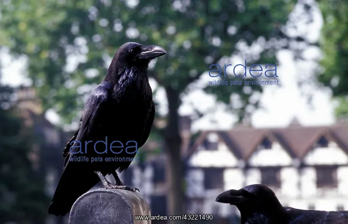: Europe, England, London. Tower of London : Europe, England, London. Tower of London