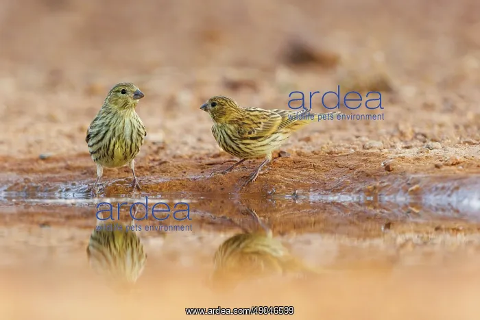 : SERIN. Europe, Espagne, Province de Castille- La Manche, propriété privée, Serin cini : SERIN. Europe, Espagne, Province de Castille- La Manche, propriété privée, Serin cini