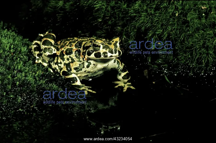 : Europe. European Green Toad : Europe. European Green Toad