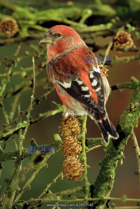 : Europe / European / White-winged / Two-Barred CROSSBILL : Europe / European / White-winged / Two-Barred CROSSBILL
