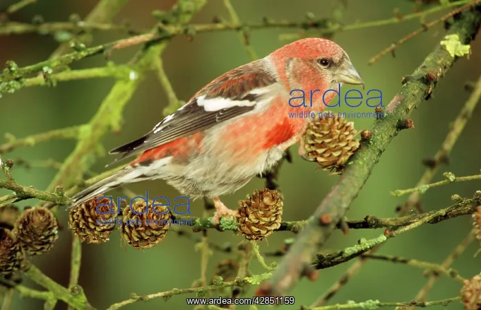 : Europe / European / White-winged / Two-Barred CROSSBILL : Europe / European / White-winged / Two-Barred CROSSBILL