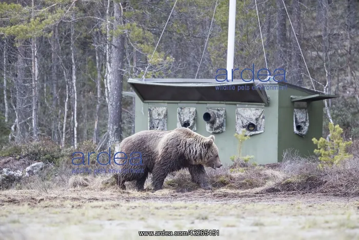  : Europe, Finlande, ours brun (Ursus arctos horribilis)