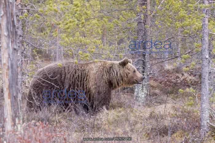 : Europe, Finlande, ours brun (Ursus arctos horribilis) : Europe, Finlande, ours brun (Ursus arctos horribilis)