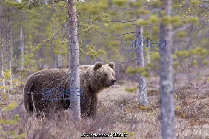 : Europe, Finlande, ours brun (Ursus arctos horribilis) : Europe, Finlande, ours brun (Ursus arctos horribilis)