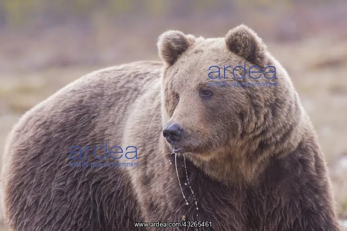 : Europe, Finlande, ours brun (Ursus arctos horribilis) : Europe, Finlande, ours brun (Ursus arctos horribilis)