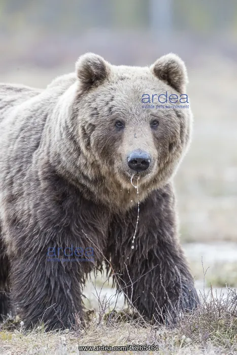 : Europe, Finlande, ours brun (Ursus arctos horribilis) : Europe, Finlande, ours brun (Ursus arctos horribilis)
