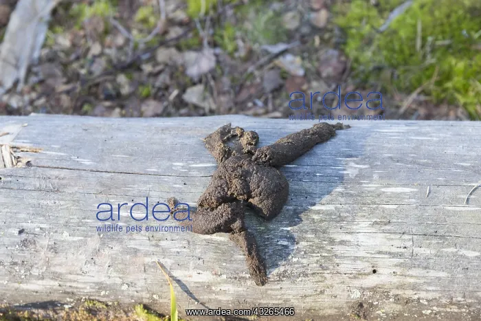 : Europe, Finlande, ours brun (Ursus arctos horribilis) : Europe, Finlande, ours brun (Ursus arctos horribilis)