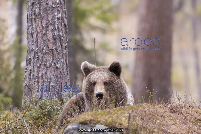 : Europe, Finlande, ours brun (Ursus arctos horribilis) : Europe, Finlande, ours brun (Ursus arctos horribilis)