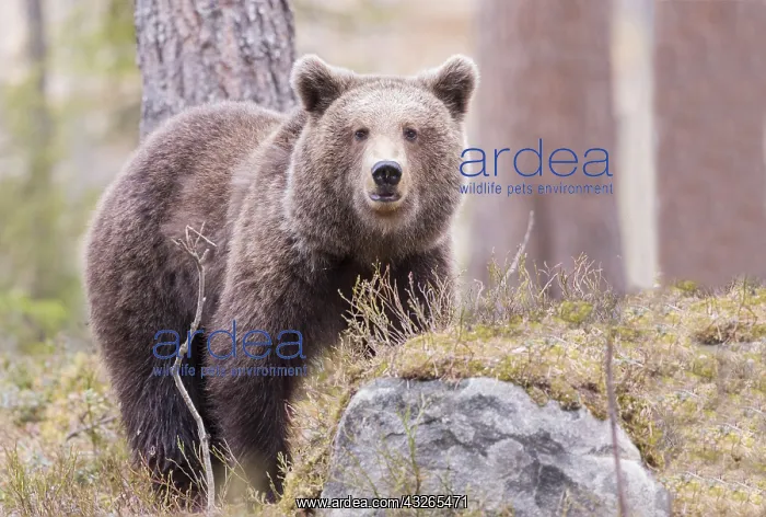 : Europe, Finlande, ours brun (Ursus arctos horribilis) : Europe, Finlande, ours brun (Ursus arctos horribilis)