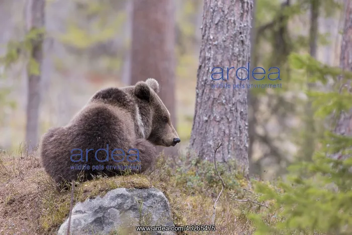 : Europe, Finlande, ours brun (Ursus arctos horribilis) : Europe, Finlande, ours brun (Ursus arctos horribilis)